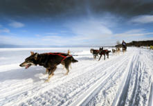 Tom Bauer, a constituent of Sen. Ed McBroom from Tapiola, drives his sled dogs during the U.P. 200. McBroom, R-Vulcan, attended the race, which was held Feb. 15-17. This year's race covered approximately 230 miles round trip from Marquette to Grand Marais